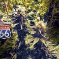 Highway-66_Paradise-Seeds-01