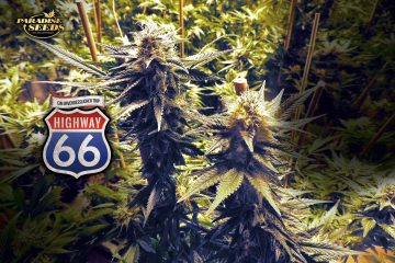 Highway-66_Paradise-Seeds-01