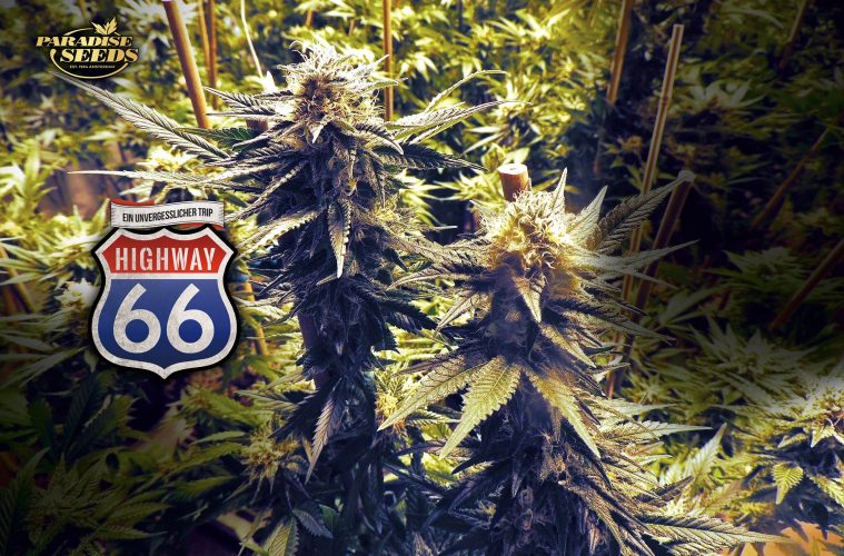Highway-66_Paradise-Seeds-01