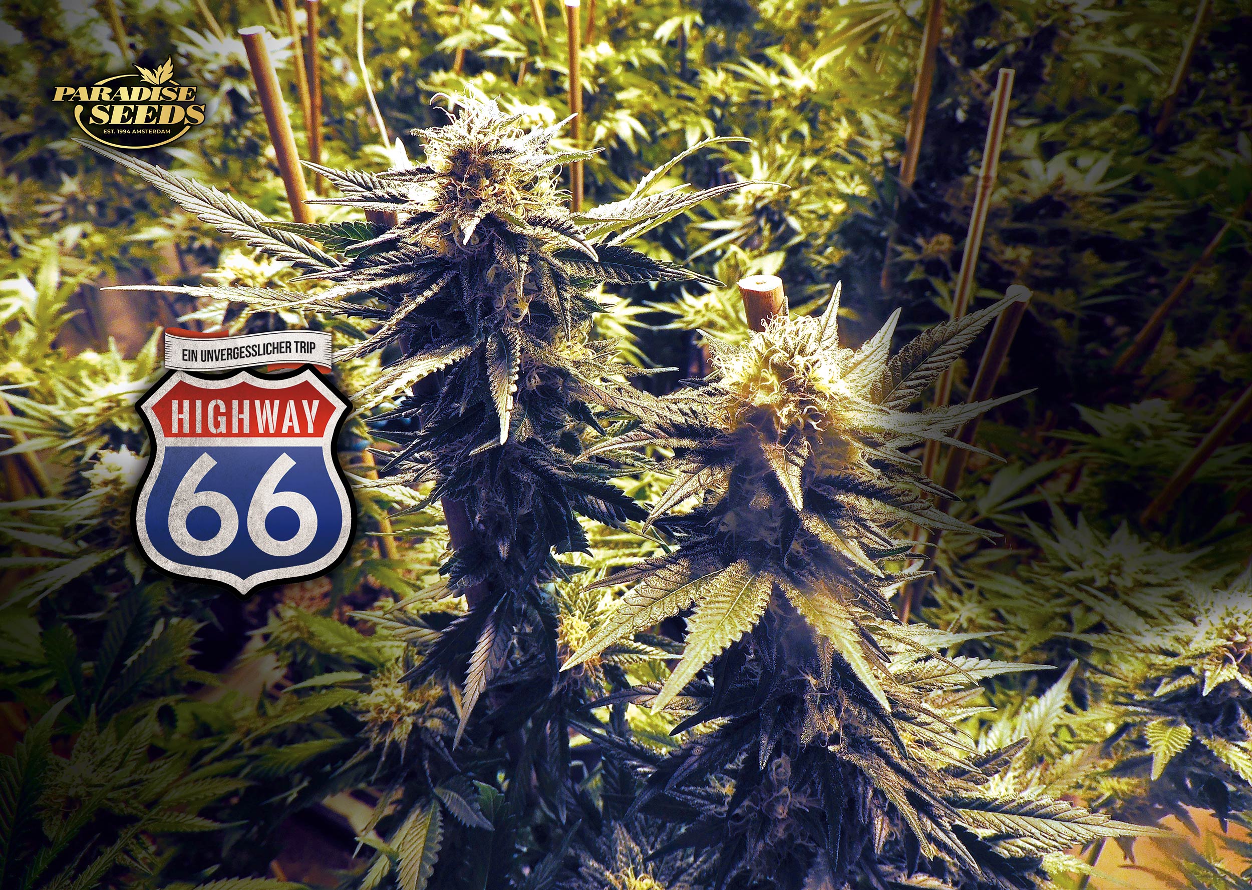 Highway-66_Paradise-Seeds-01 Highway-66_Paradise-Seeds-01