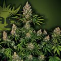 OG-Kush_Barney's-Farm-01