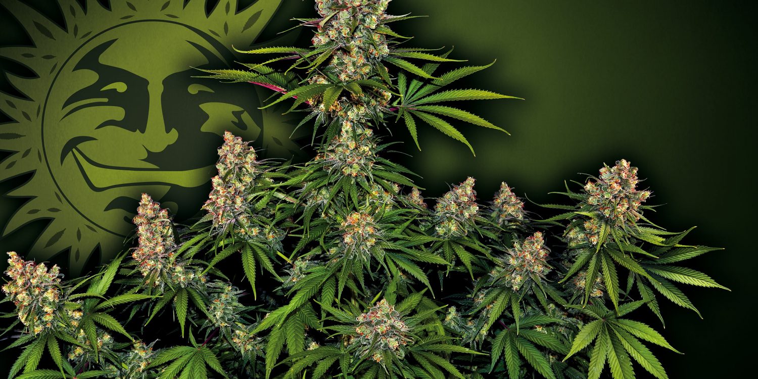 OG-Kush_Barney's-Farm-01