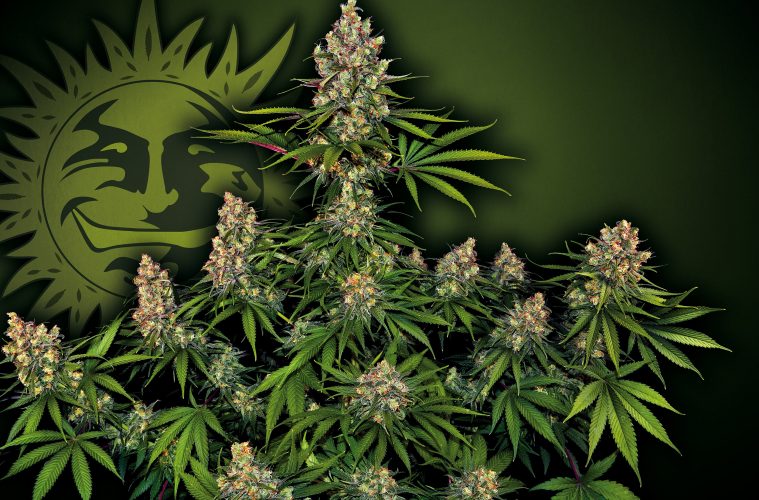 OG-Kush_Barney's-Farm-01