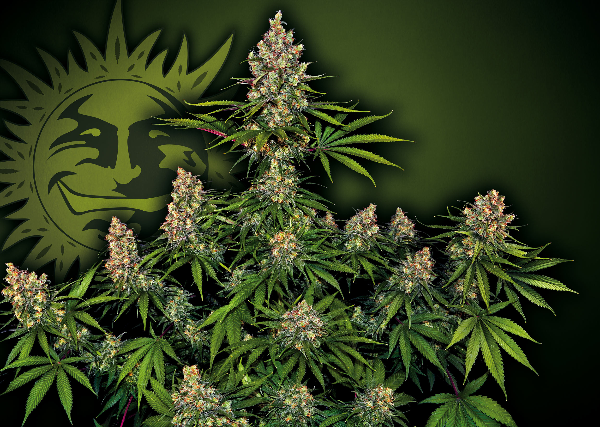 OG-Kush_Barney's-Farm-01