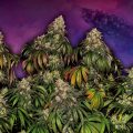 Purple-Papaya-Paradise_Sensi-Seeds-01