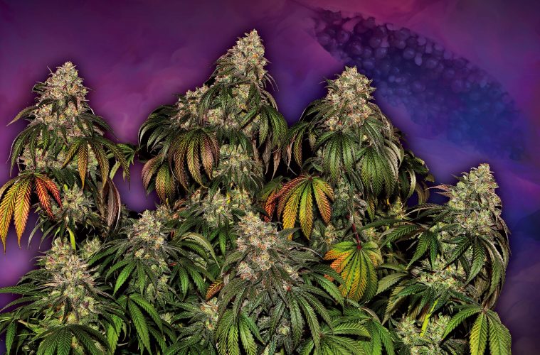 Purple-Papaya-Paradise_Sensi-Seeds-01