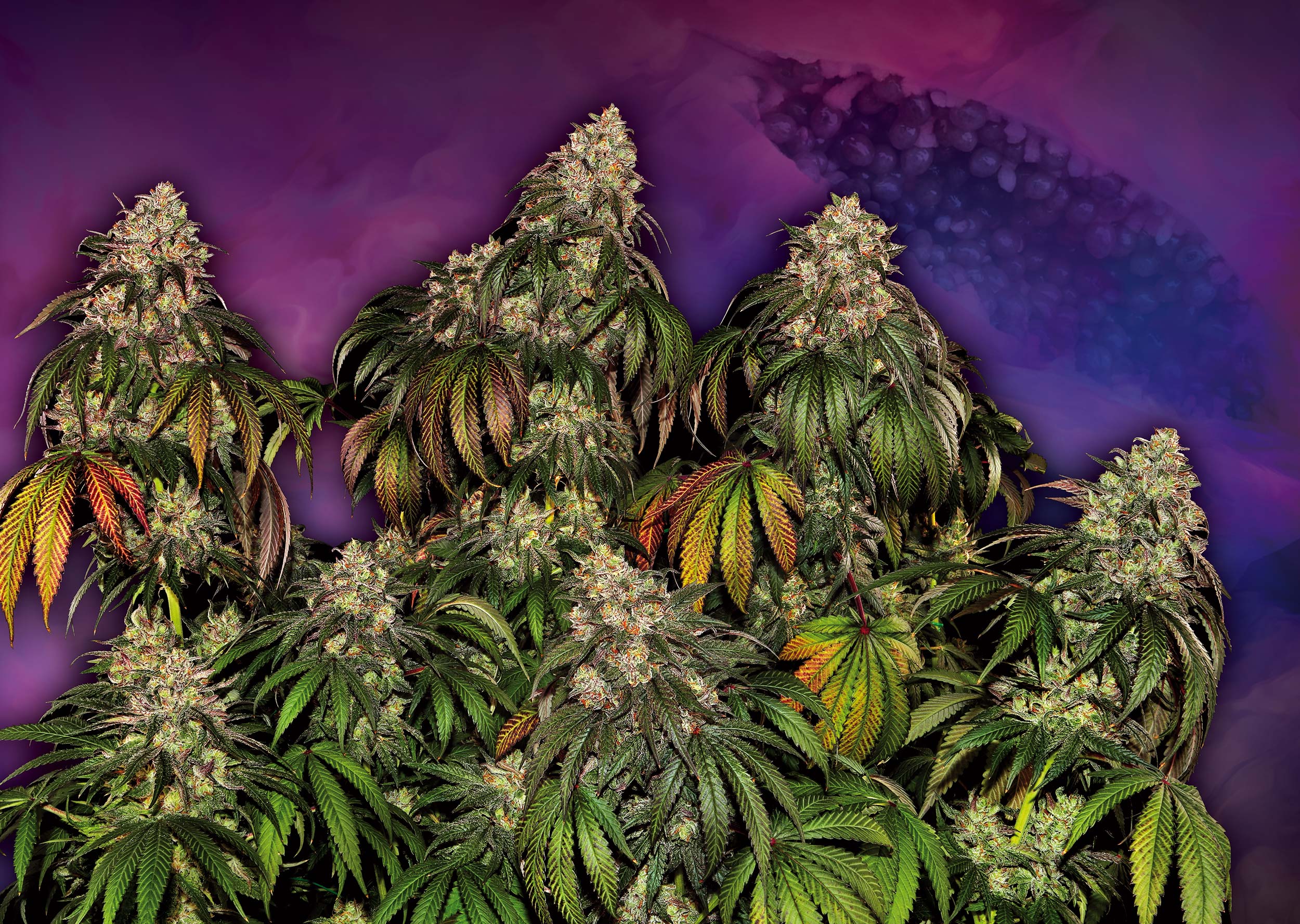 Purple-Papaya-Paradise_Sensi-Seeds-01 Purple-Papaya-Paradise_Sensi-Seeds-01