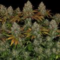 5-Stresskiller-Sorten_Serious-Happiness_Serious-Seeds_GBI_01