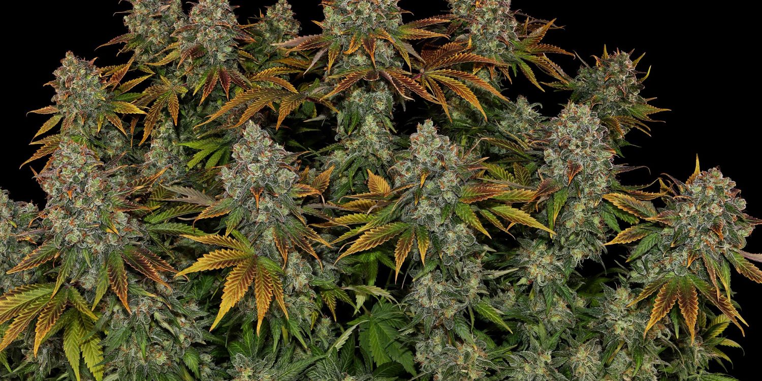 5-Stresskiller-Sorten_Serious-Happiness_Serious-Seeds_GBI_01