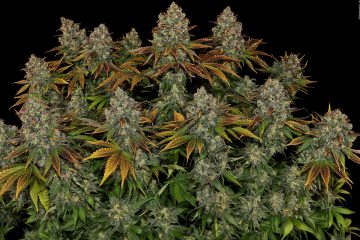 5-Stresskiller-Sorten_Serious-Happiness_Serious-Seeds_GBI_01