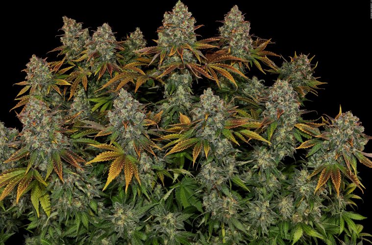 5-Stresskiller-Sorten_Serious-Happiness_Serious-Seeds_GBI_01