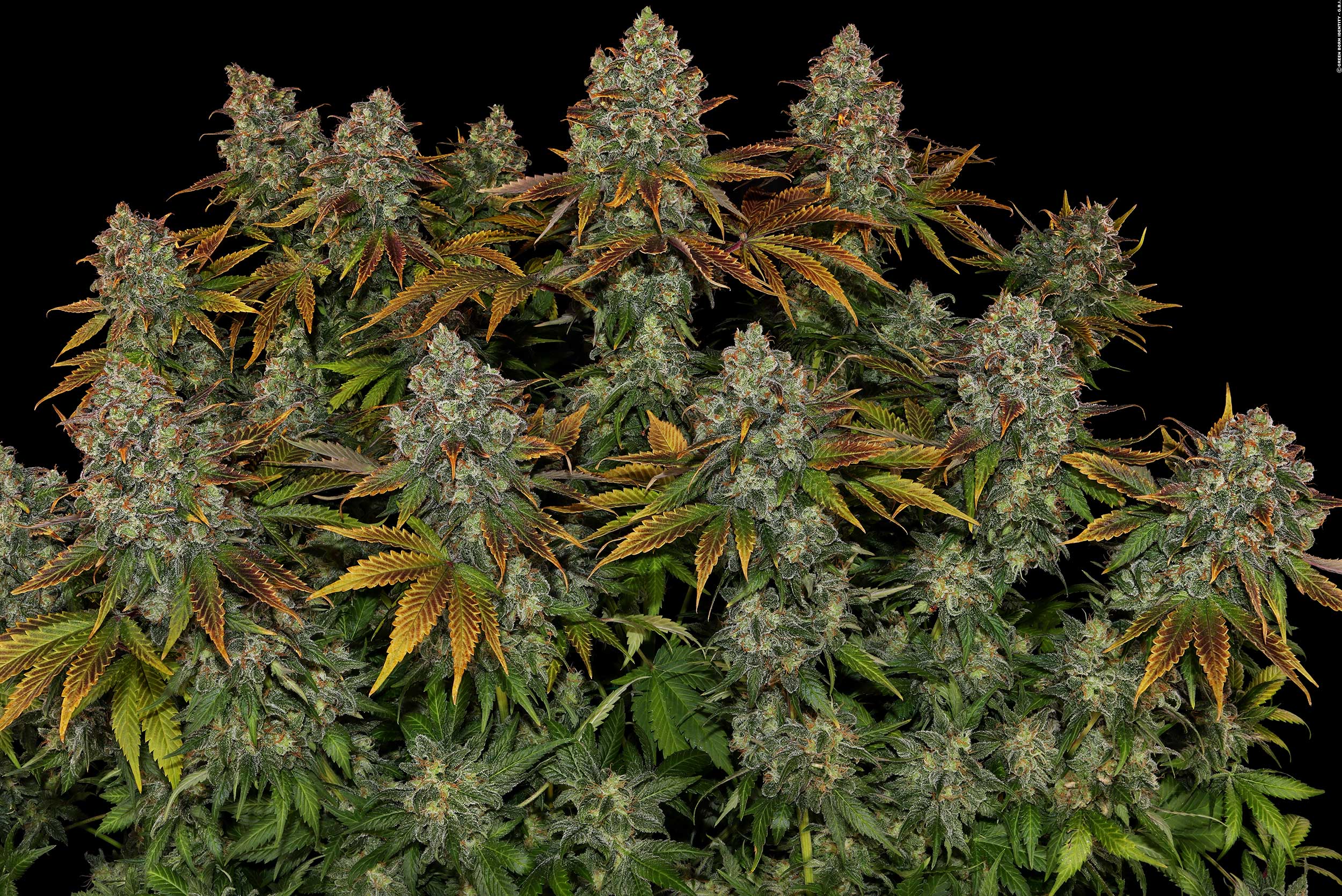 5-Stresskiller-Sorten_Serious-Happiness_Serious-Seeds_GBI_01 5-Stresskiller-Sorten_Serious-Happiness_Serious-Seeds_GBI_01