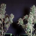Auto-White-Russian_Serious-Seeds-01
