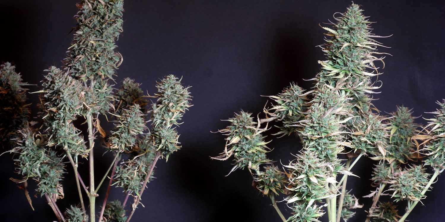 Auto-White-Russian_Serious-Seeds-01