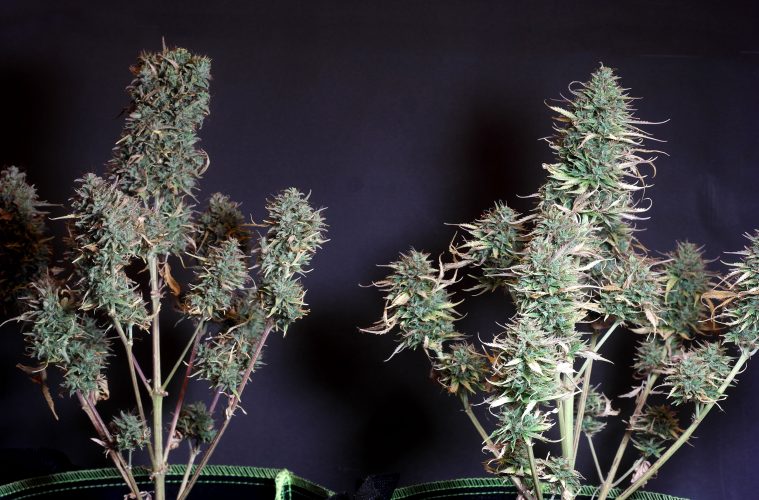 Auto-White-Russian_Serious-Seeds-01