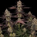 Blue-Sunset_Sensi-Seeds_GBI-08