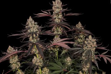 Blue-Sunset_Sensi-Seeds_GBI-08