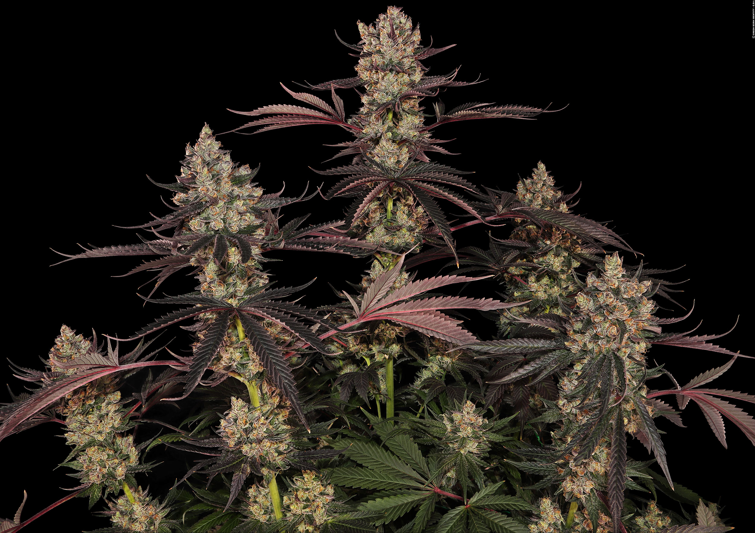 Blue-Sunset_Sensi-Seeds_GBI-08