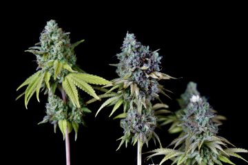 Gelato-Cookies_Ganja-Farmer_A.-Beginner-01.