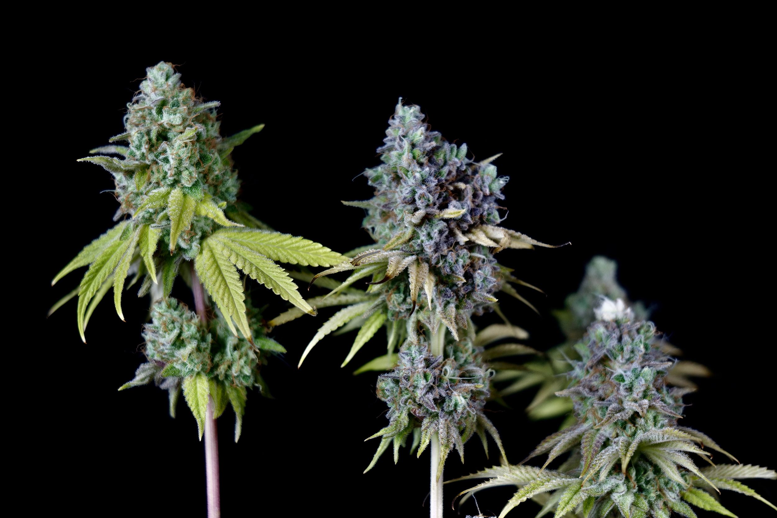 Gelato-Cookies_Ganja-Farmer_A.-Beginner-01.