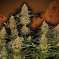 Girl-Scout-Cookies_Barney's-Farm_GBI-01