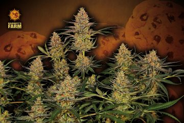 Girl-Scout-Cookies_Barney's-Farm_GBI-01