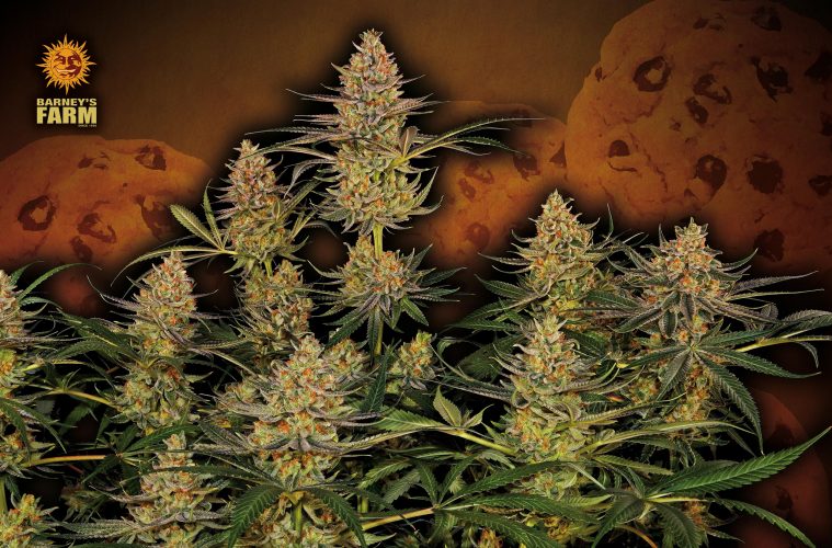 Girl-Scout-Cookies_Barney's-Farm_GBI-01