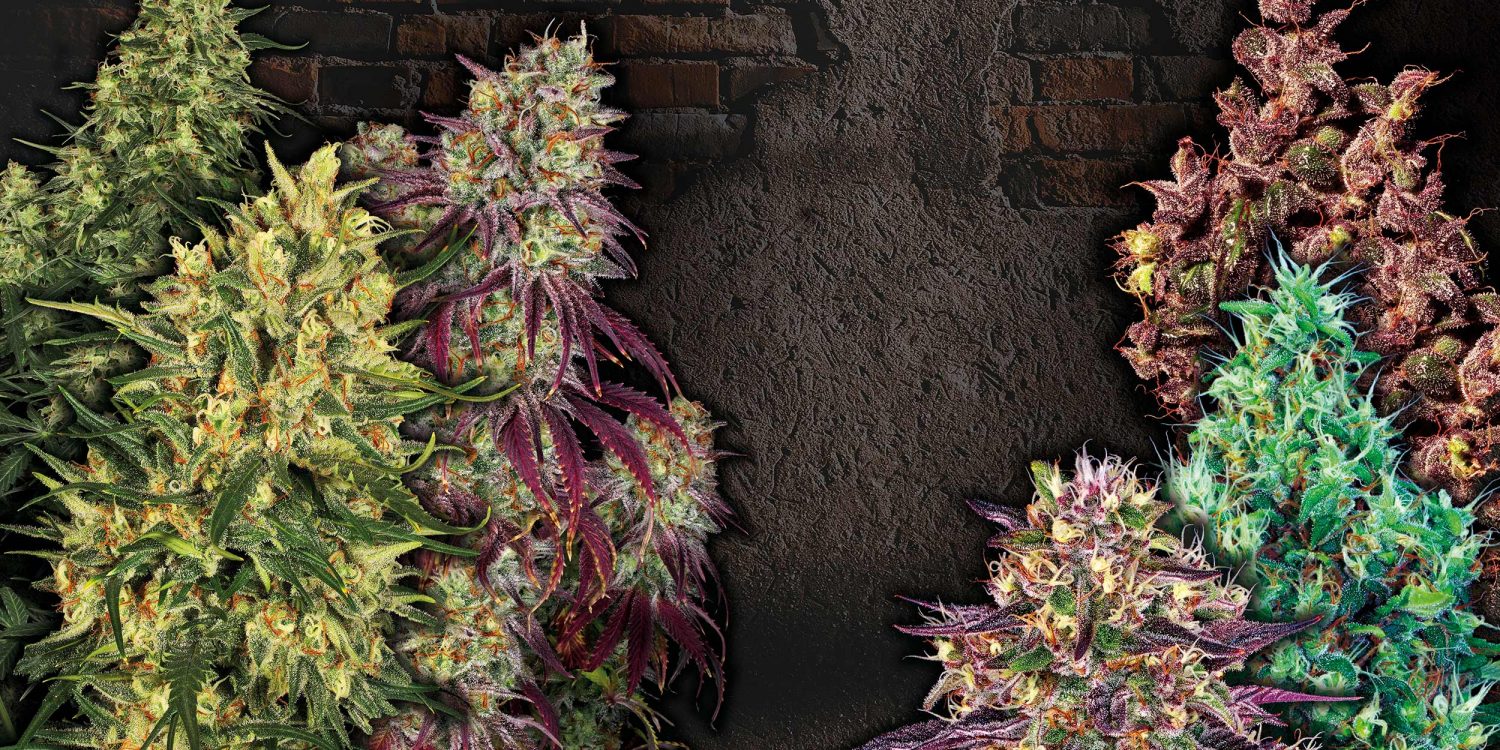 3-x-Sativas-3-x-Indicas-01