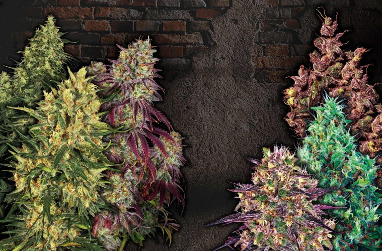 3-x-Sativas-3-x-Indicas-01