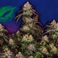 Cosmic-Kiss_Sensi-Seeds_GBI-01