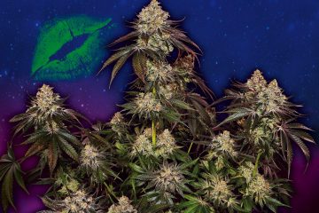 Cosmic-Kiss_Sensi-Seeds_GBI-01