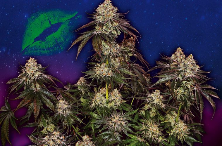 Cosmic-Kiss_Sensi-Seeds_GBI-01