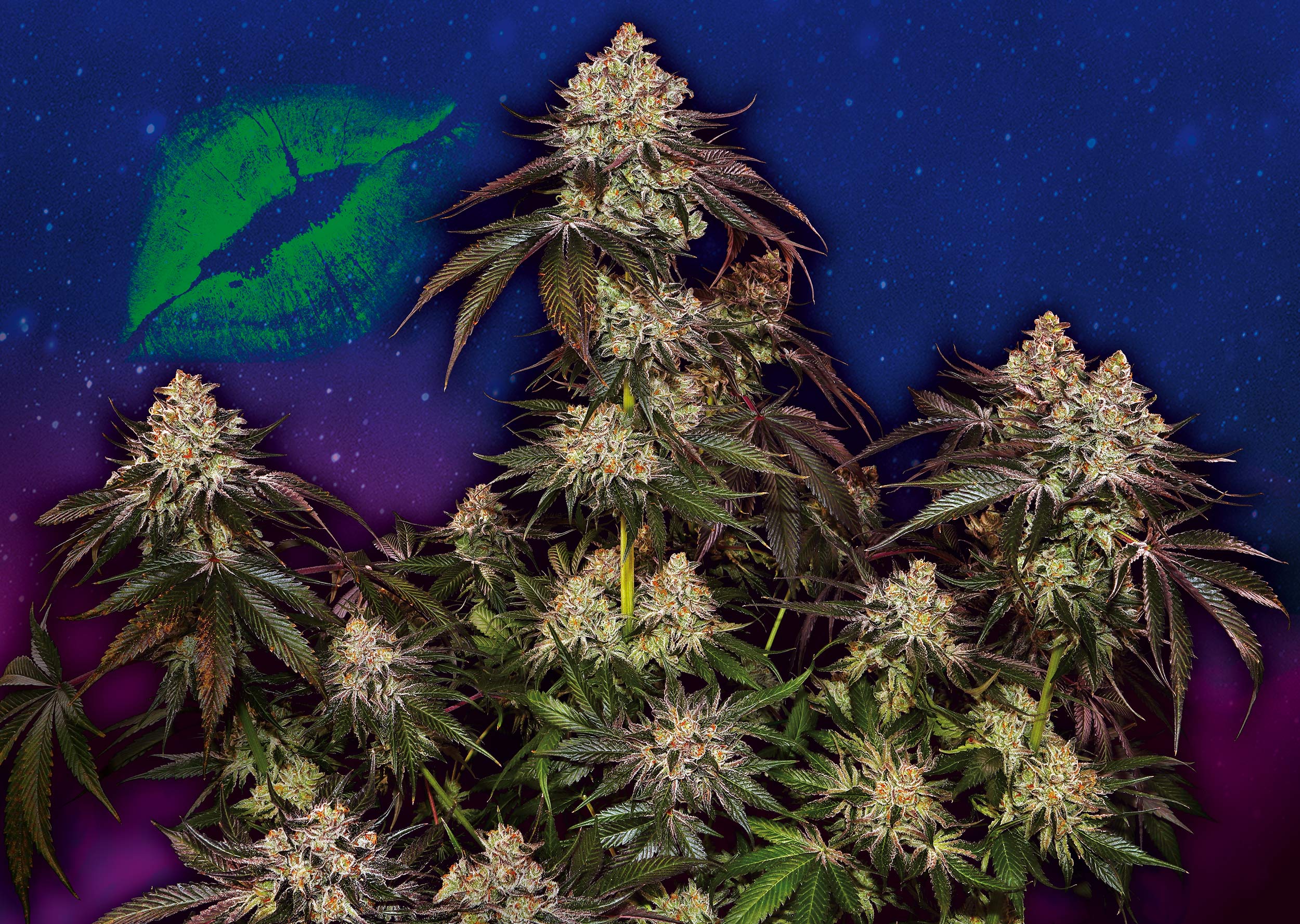 Cosmic-Kiss_Sensi-Seeds_GBI-01