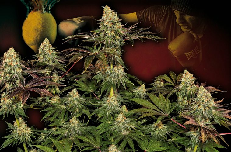 Purple-Punch-x-Lemon-Drizzle_Barney's-Farm-01