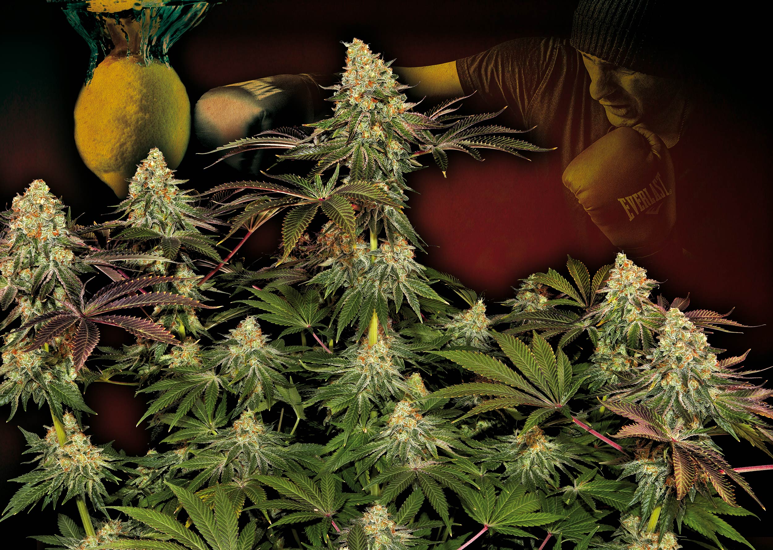 Purple-Punch-x-Lemon-Drizzle_Barney's-Farm-01