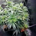 SCROG-beim-Cannabisanbau-01