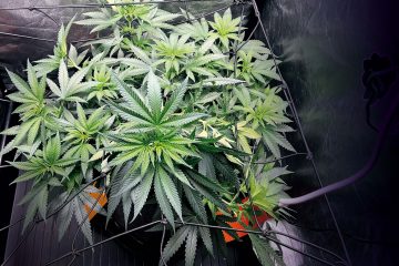 SCROG-beim-Cannabisanbau-01