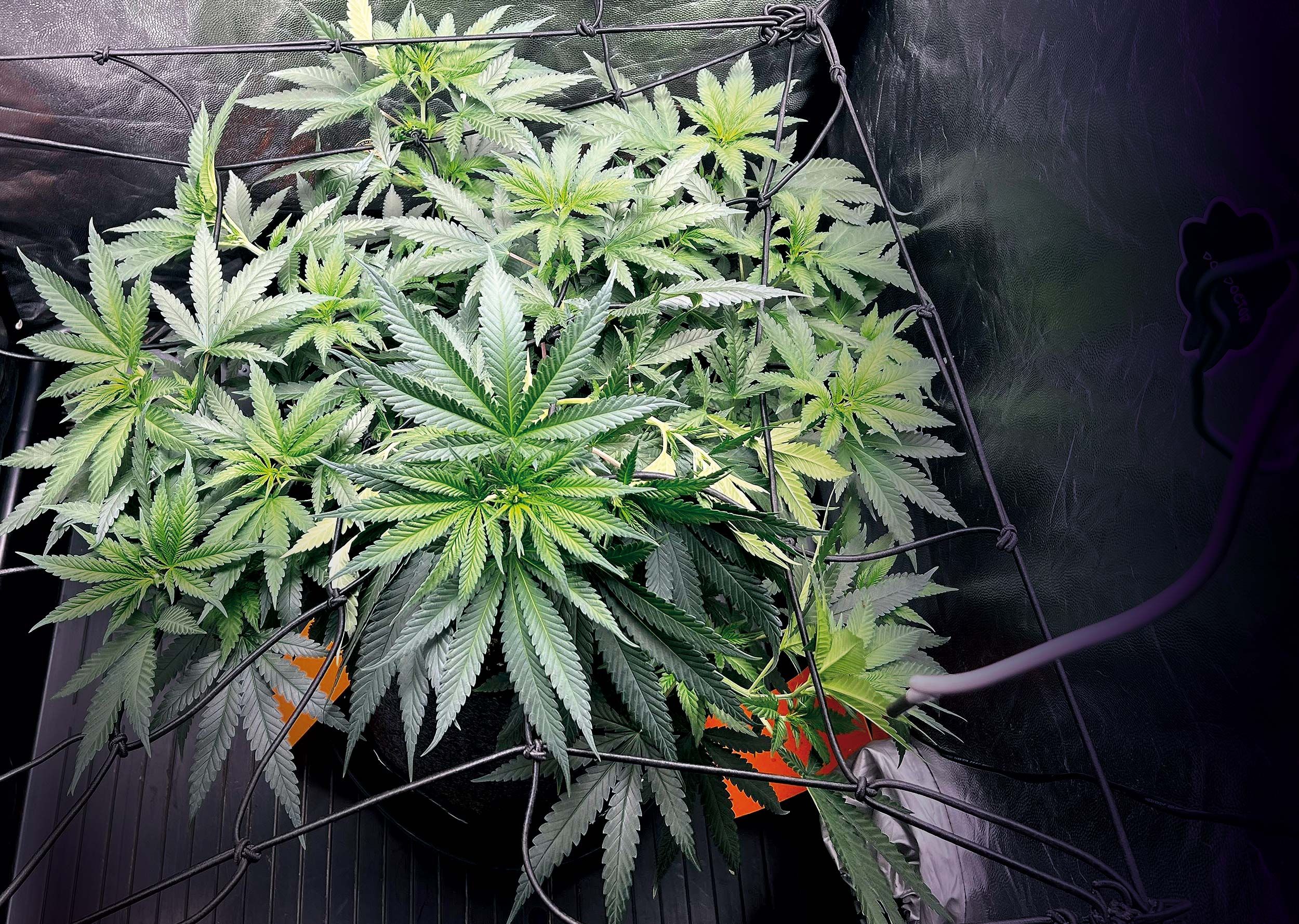 SCROG-beim-Cannabisanbau-01 SCROG-beim-Cannabisanbau-01