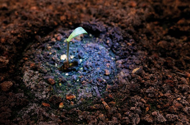 Blue-Gelato-41_Barney's-Farm-01