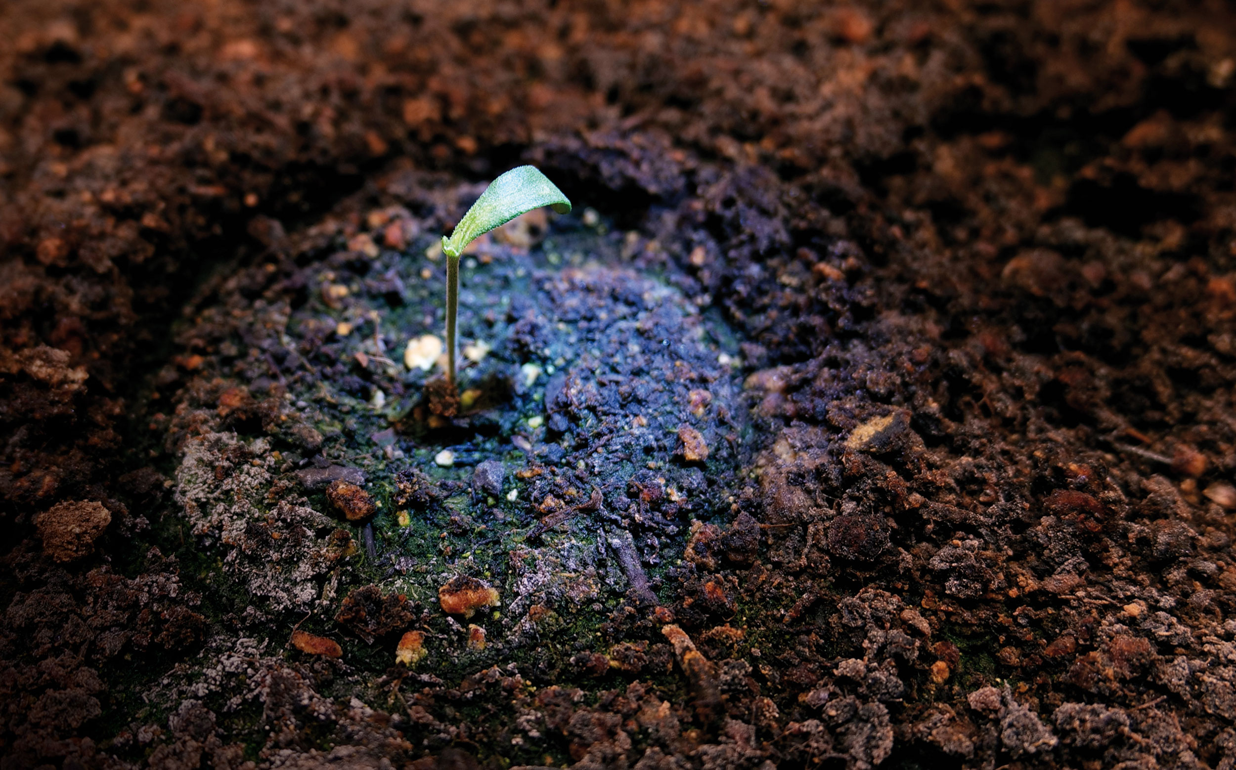 Blue-Gelato-41_Barney's-Farm-01 Blue-Gelato-41_Barney's-Farm-01