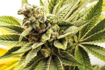 Melonade-Runtz_Dutch-Passion-01