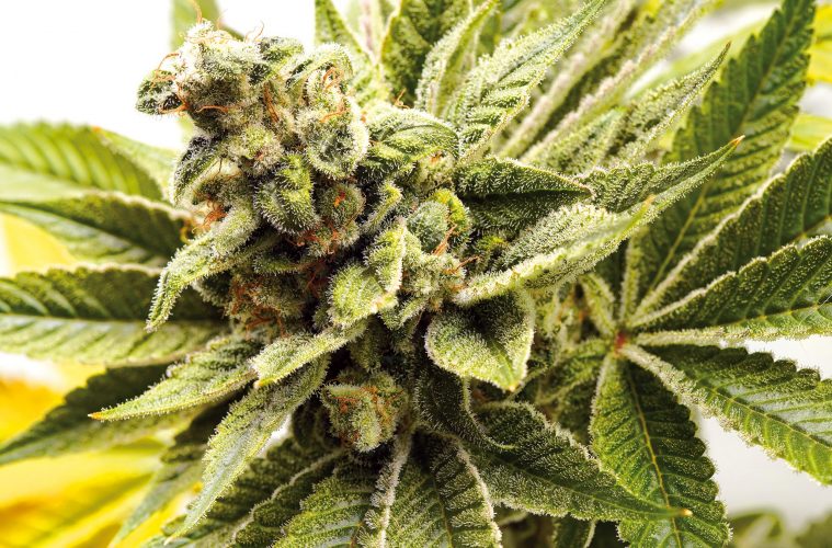 Melonade-Runtz_Dutch-Passion-01