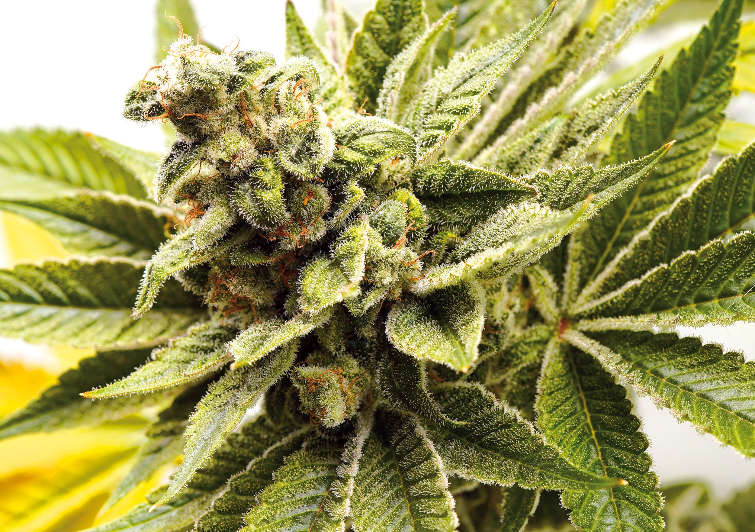 Melonade-Runtz_Dutch-Passion-01