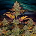 Pure-Runtzy_T.H.Seeds_GBI-01