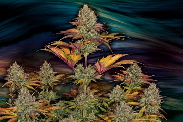 Pure-Runtzy_T.H.Seeds_GBI-01