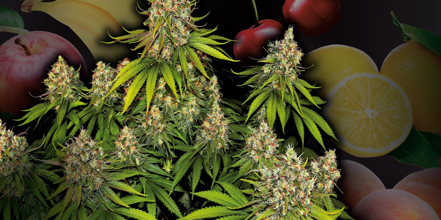 Tutti-Frutti-Top-5-fruchtige-Sorten-01