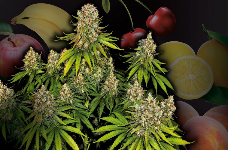 Tutti-Frutti-Top-5-fruchtige-Sorten-01