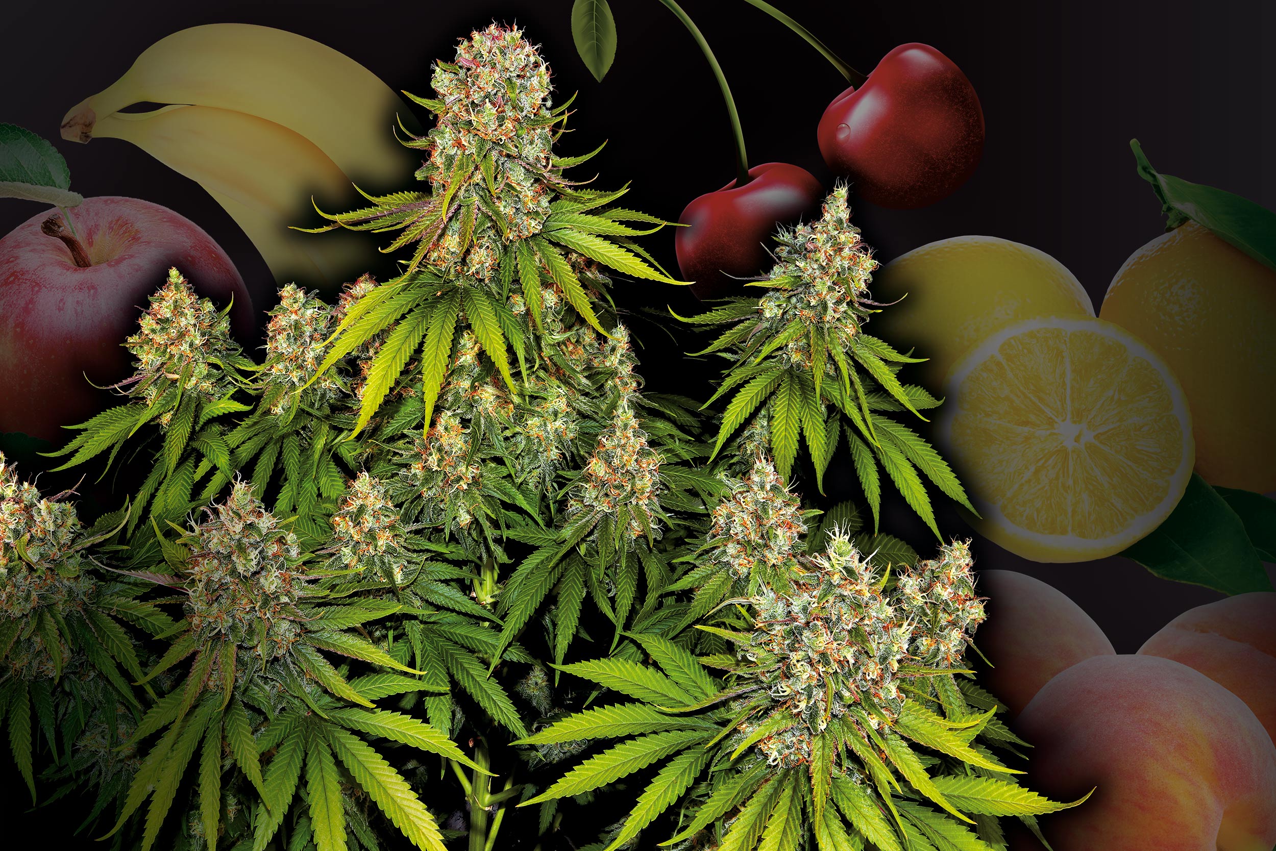 Tutti-Frutti-Top-5-fruchtige-Sorten-01