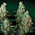 Auto-Acid_Paradise-Seeds-01