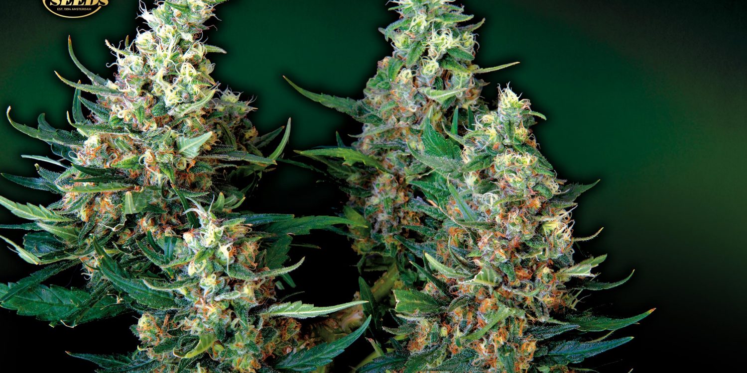Auto-Acid_Paradise-Seeds-01